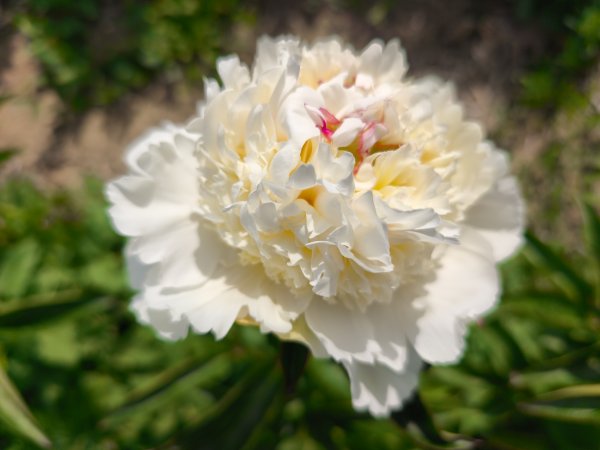 Bridal Grace