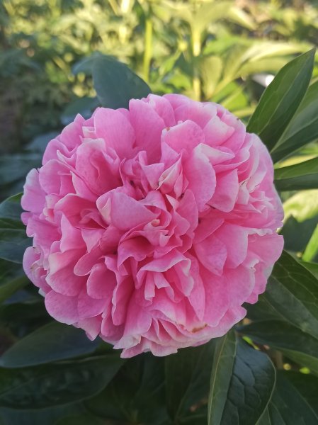 Carnation Bouquet