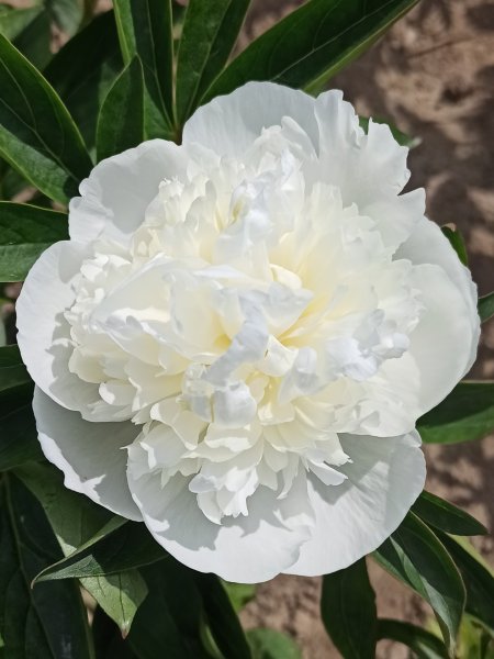 Duchesse de Nemours