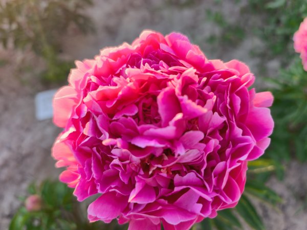 Fragnat Pink Imp