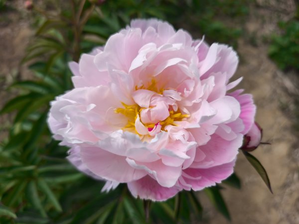 Lady Alexandra Duff