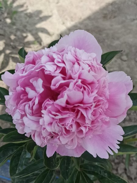Lady Anna