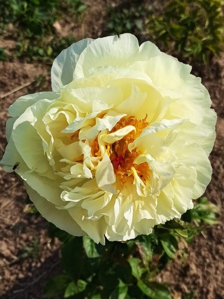 Lemon Chiffon