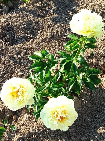 Lemon Chiffon