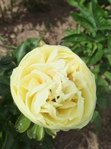 Lemon Chiffon