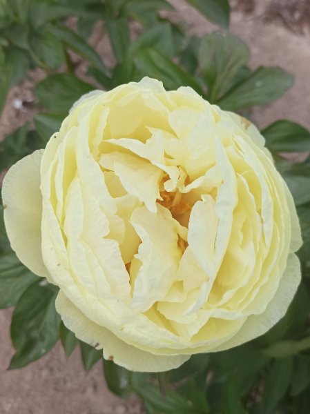Lemon Chiffon