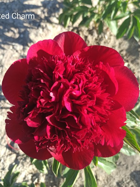 Red Charm