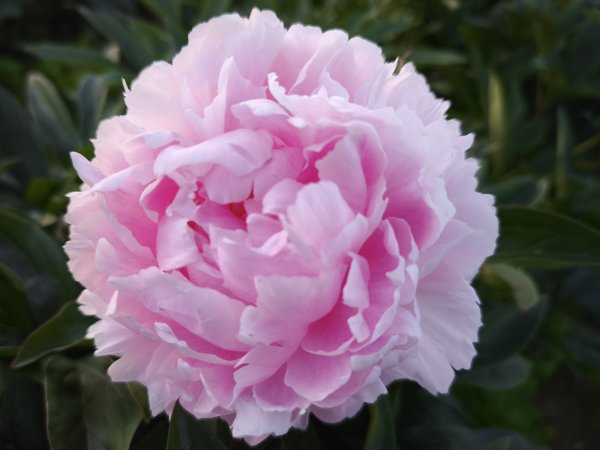 Sarah Bernhardt