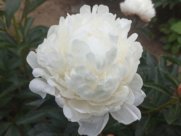 White Frost