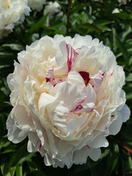 White Lullaby