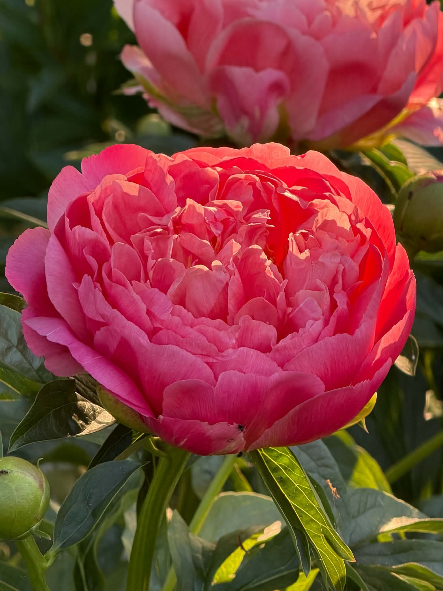 Coral Sunset