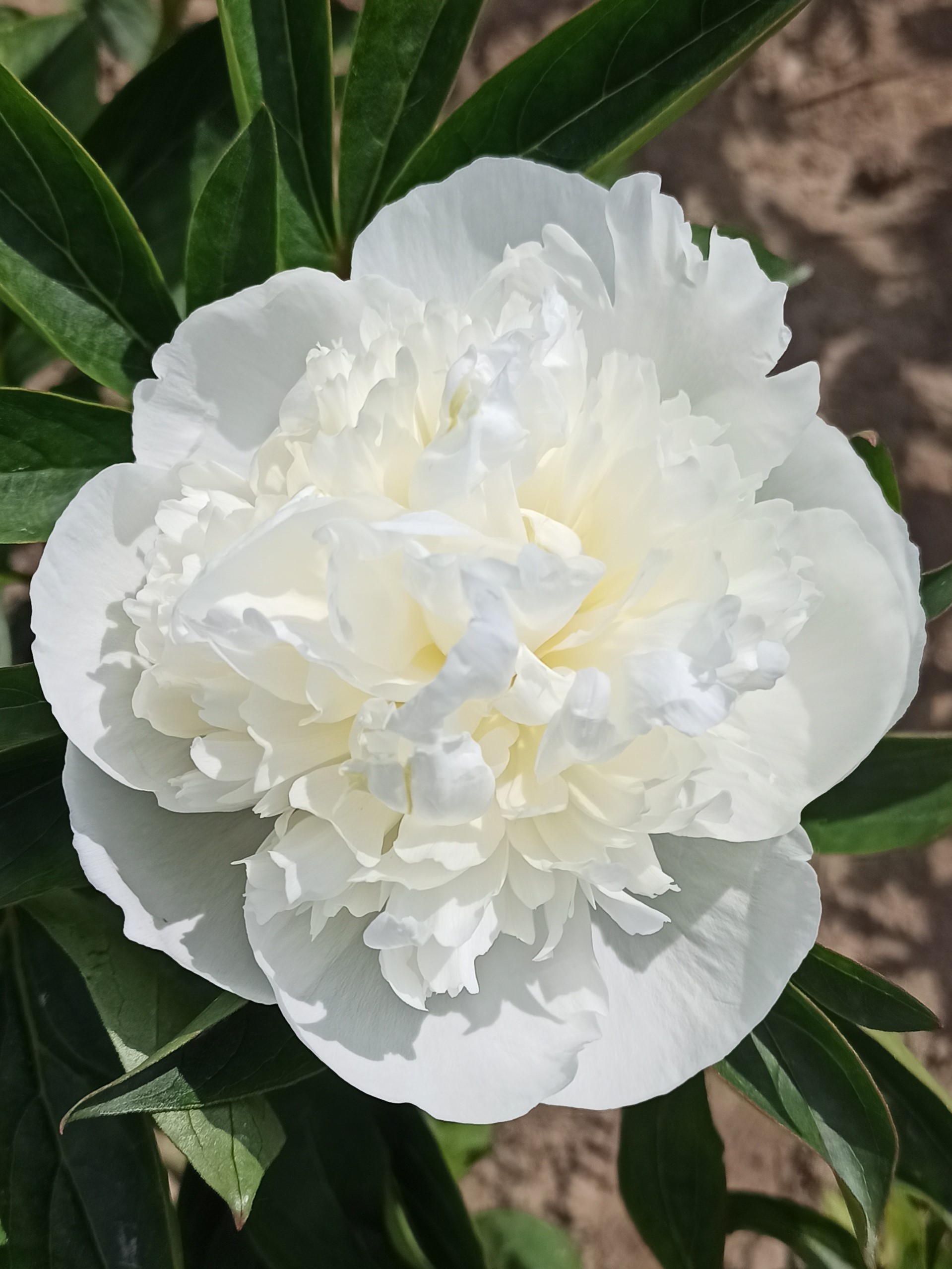 Duchesse de Nemours