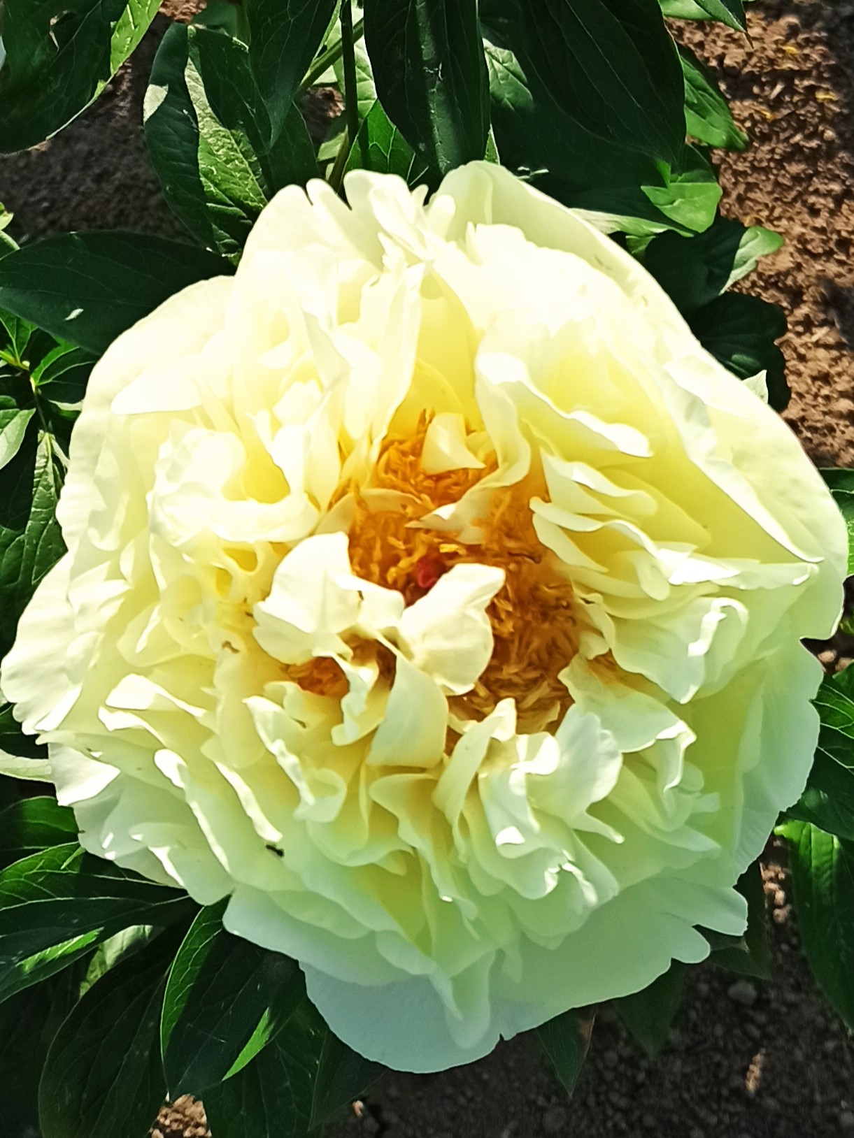 Lemon Chiffon