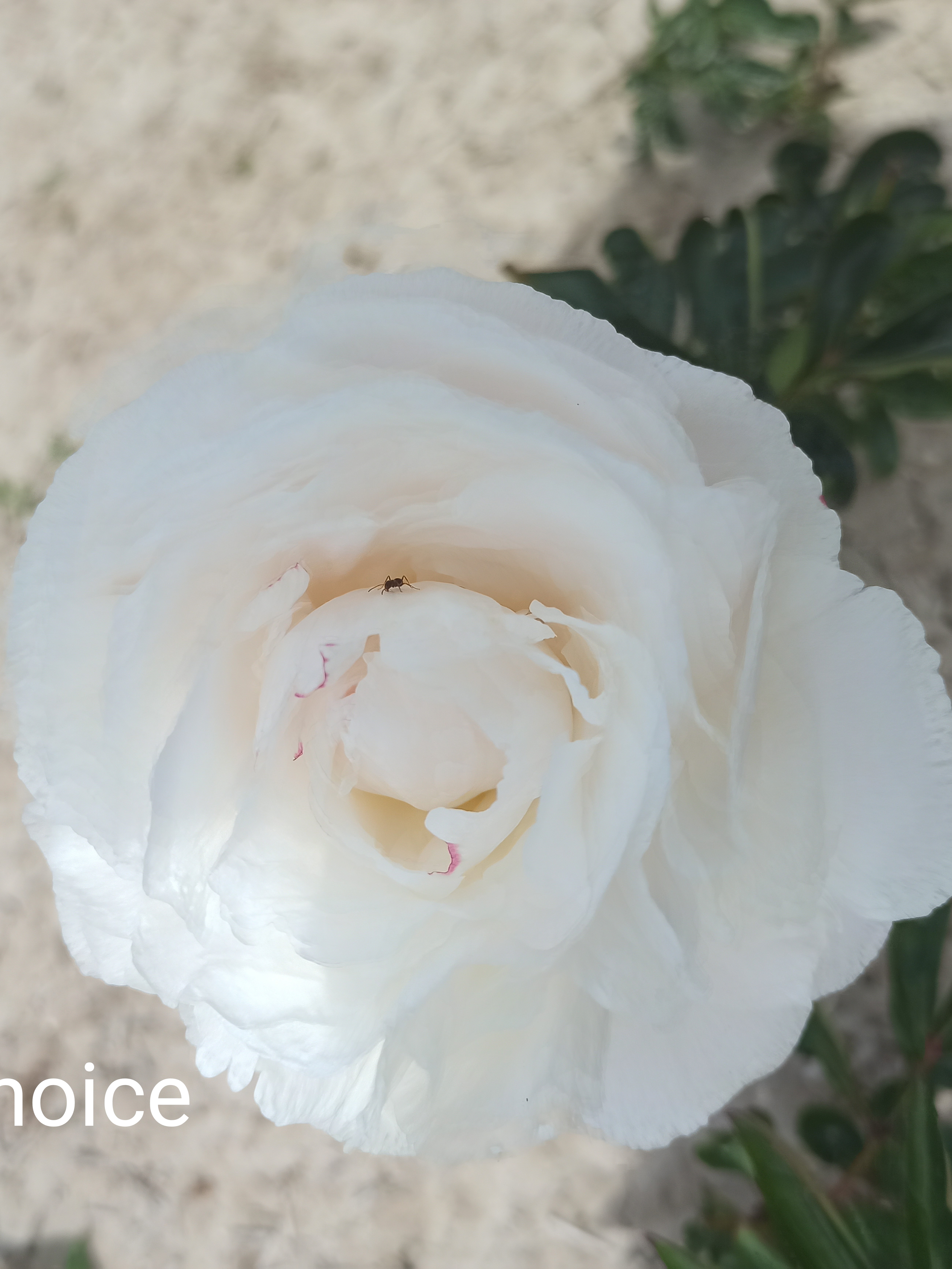 Mother's Choice
