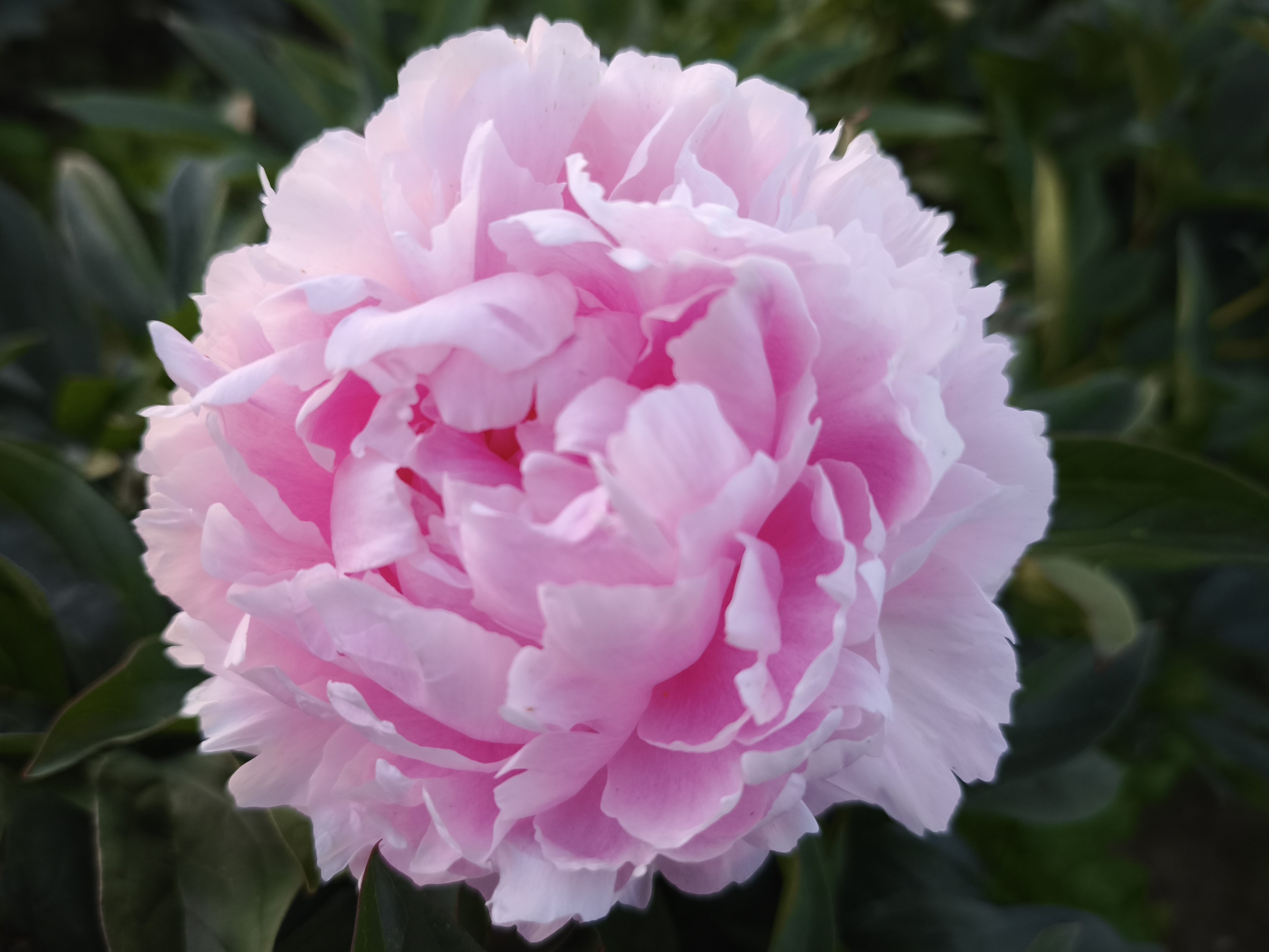 Sarah Bernhardt